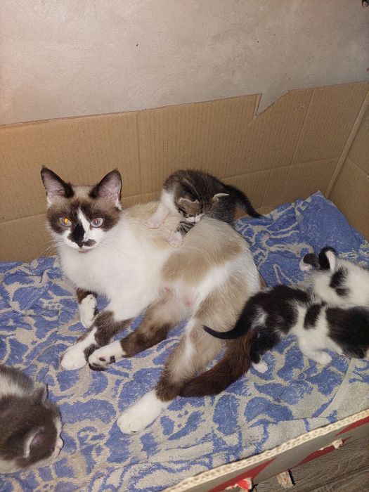 Котики ищут любящих родителей