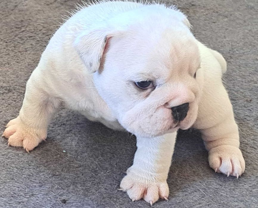 Buldog angielski FCI suczka