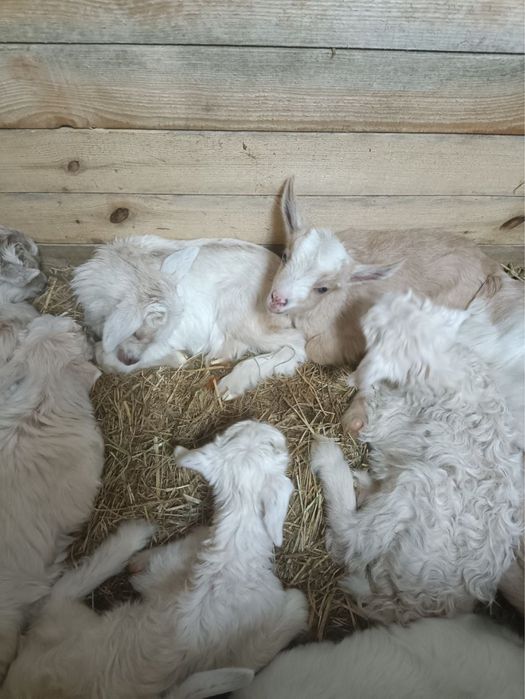 Віддам козенят. Мами удойні. Цап - альпієць.
