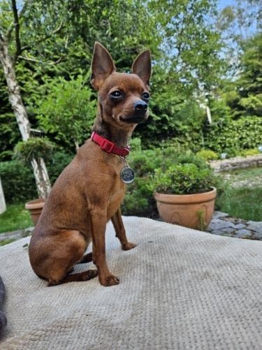 Pinczer miniaturowy xxs mini 2kg