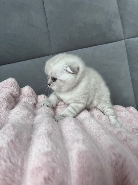 Шотландські висловухі кошенята котики