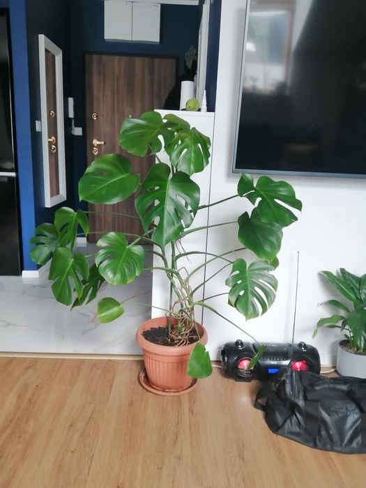 Monstera Deliciosa