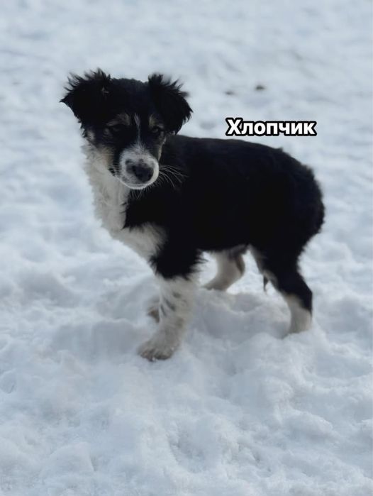 Цуценята в добрі руки