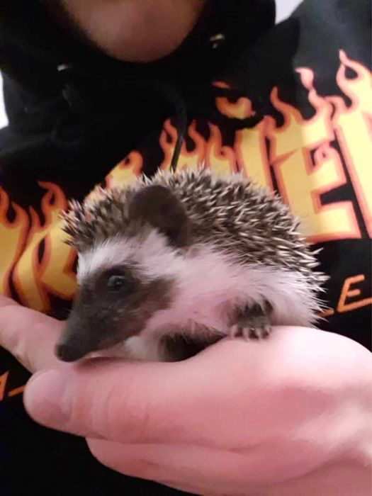 Jeżyki Pigmejskie z Domowej Hodowli