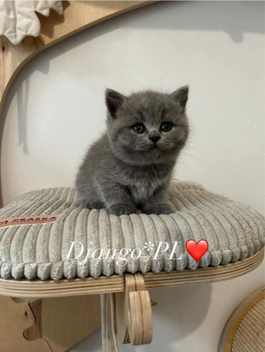 Czystej rasy po utytulowanych przodkach kotki niebieskie