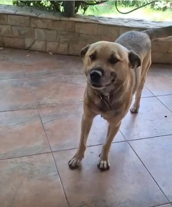 Ищет дом и семью!