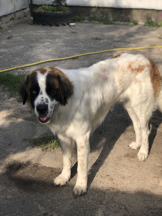 Московська охоронна,Кобель.!Московская сторожевая.