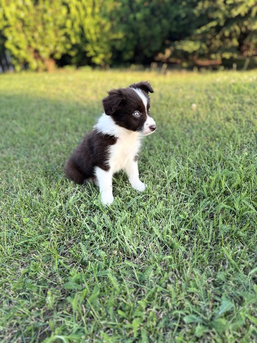 Suczka Border Collie czekoladowo-biala