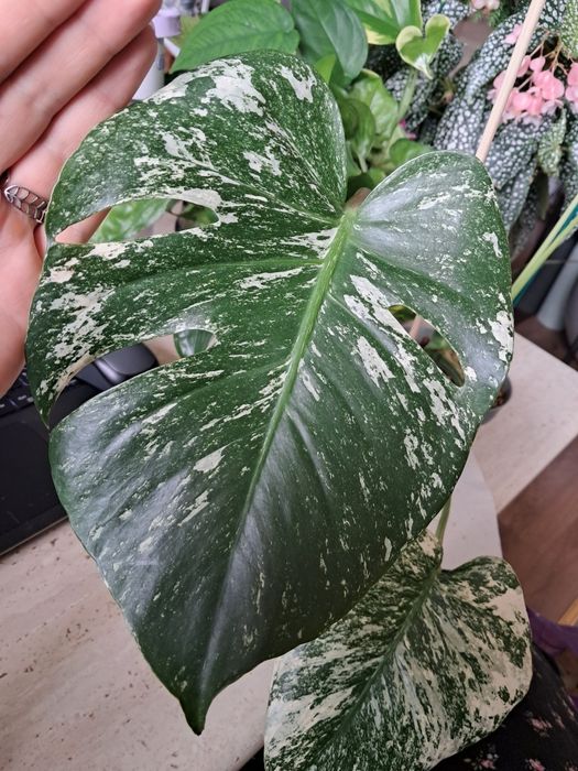 Monstera deliciosa mint