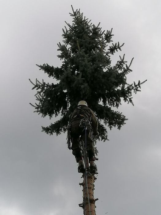 Wycinka, pielęgnacja drzew, krzewów, formowanie drzew owocowych