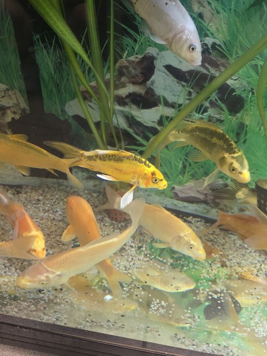 Karp koi sklep zoologiczny Gruby Kocur w Sędziszowie Małopolskim