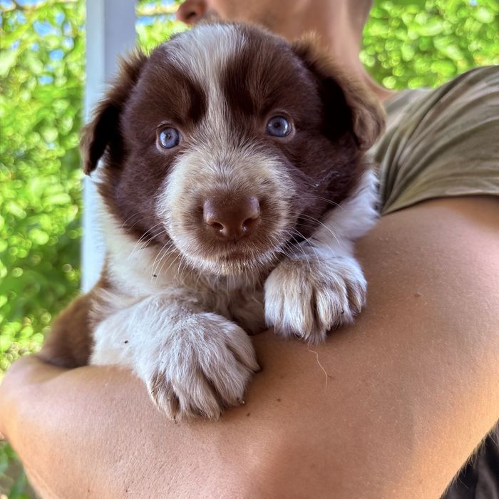 Border Collie piesek