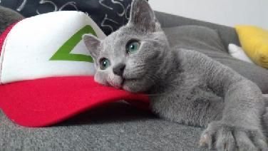 Kocurek  Rosyjski Niebieski Maks