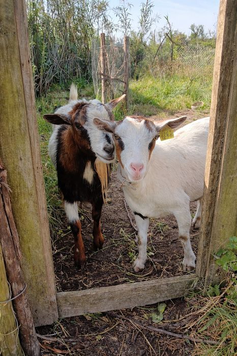 Cabras anãs médias