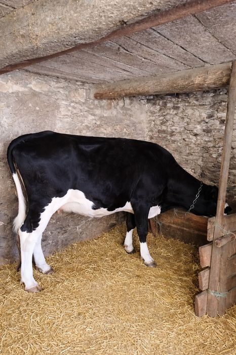 Продам добру корову