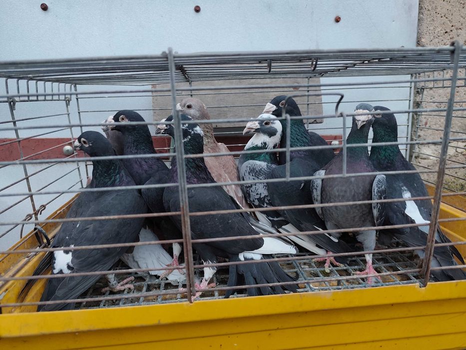 Gołębie pocztowe staropolskie