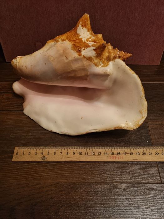 Корали Мушлі з різних вод ,наліпки один великий Лот