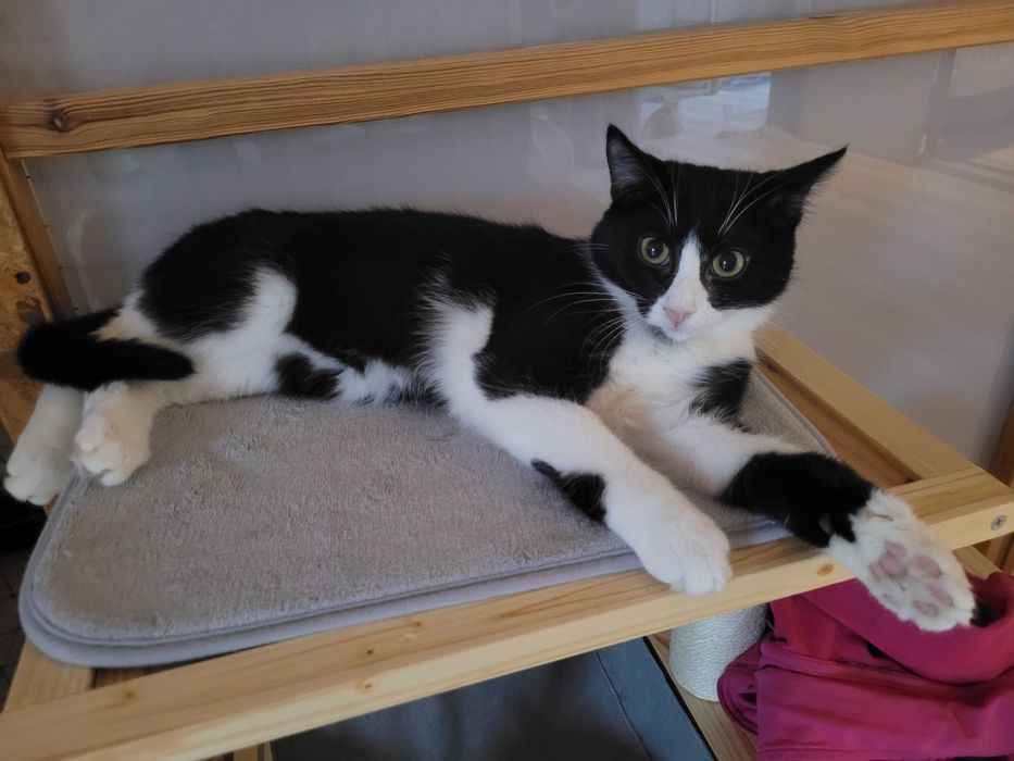 Arni kocurek do adopcji