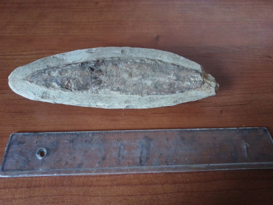 Fóssil Peixe Cretácico