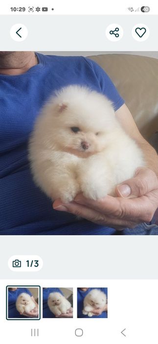 Chłopiec Szpic Miniaturowy pomeranian.