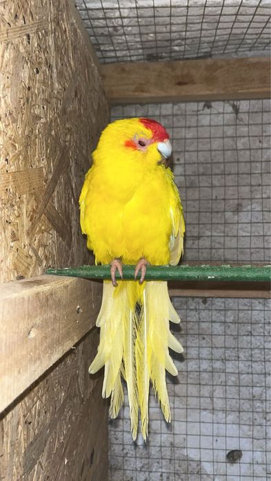 Ptak kolorowy  samiec