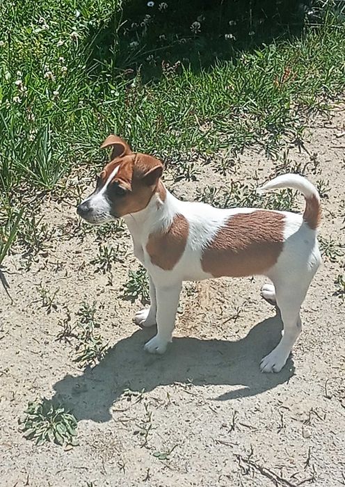 Suczka Jack Russell terrier