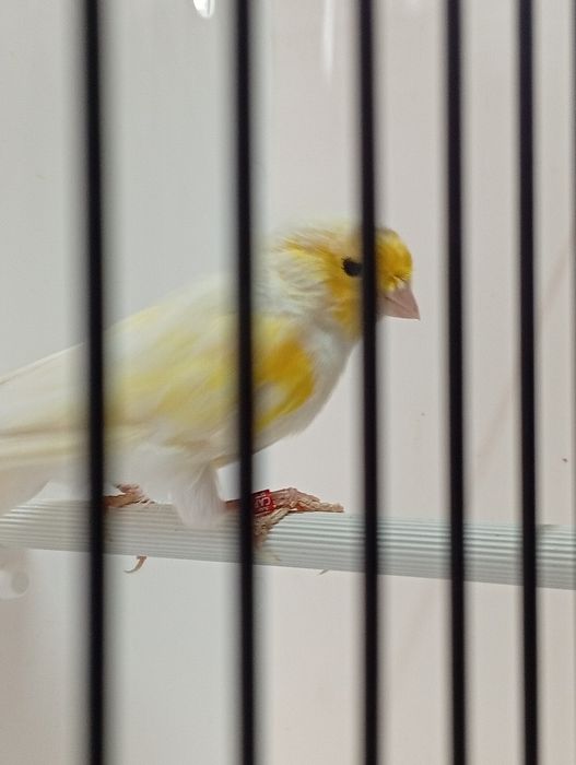 Canários machos raça