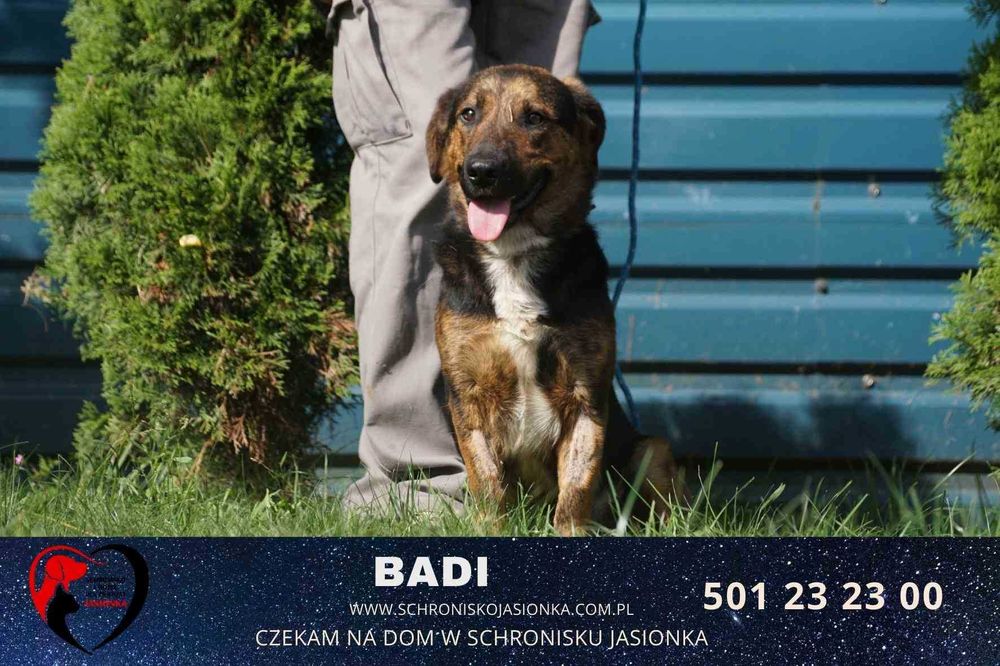 BADI do adopcji – Schronisko Jasionka