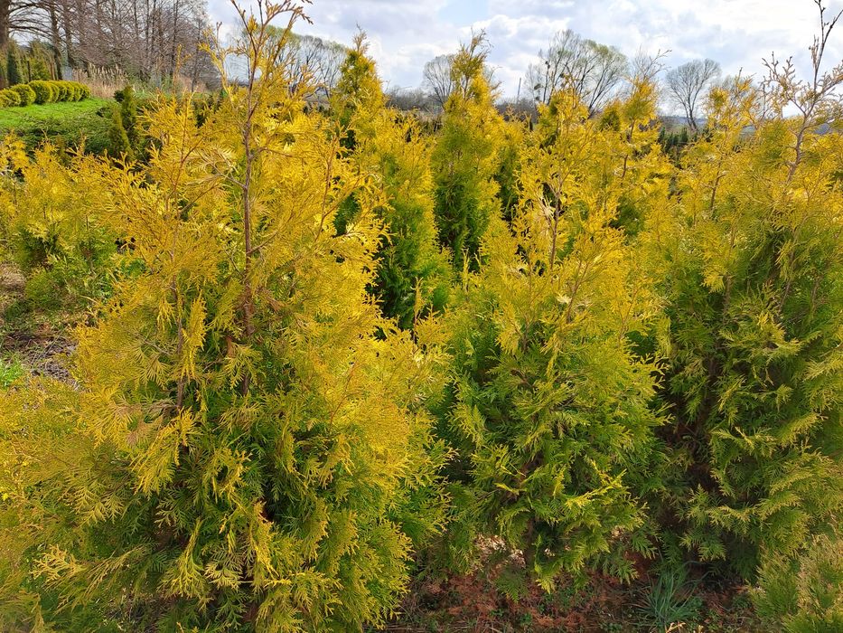 Thuja Europe Gold,Brabant,Kornik