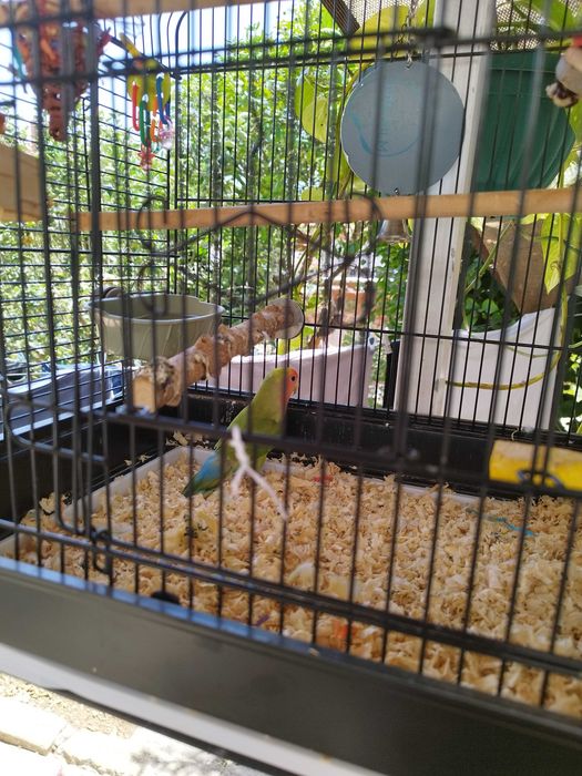 Pássaro Agaporni com gaiola e brinquedos