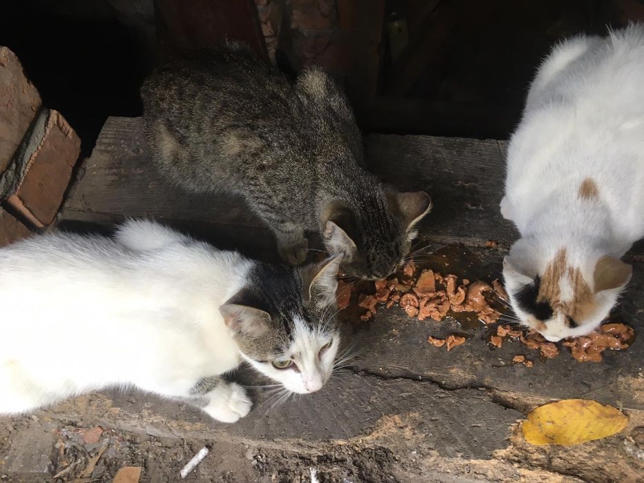 Буду вдячна за допомогу для хвостиків