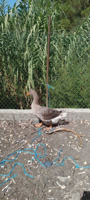 Vendo casal de patos gansos