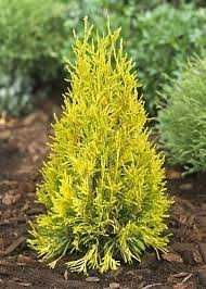 Модрина Pendula, Kornik, злаки, туї, ялівці
