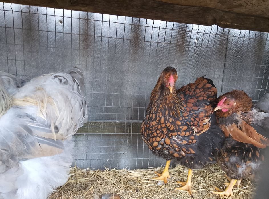 Кури,півні  брама віандот корольки.