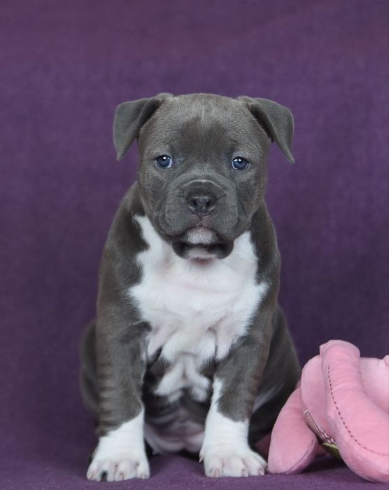 Голубая красавица амстафф, стафф, стаффордширский терьер с док КСУ