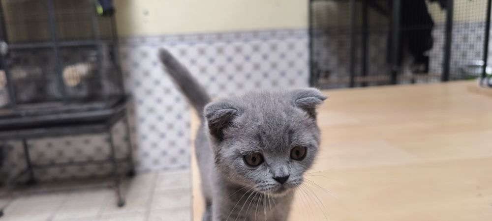 Gato Scottish fold azul fêmea muito meiguinho disponível para entrega imediata