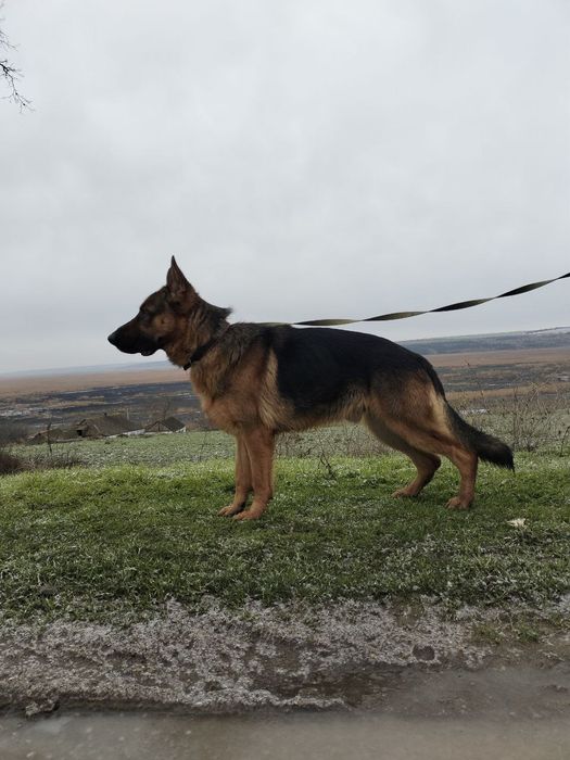 Кобель німецької вівчарки