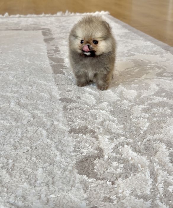 Мікро хлопчик померанського шпіца КСУ