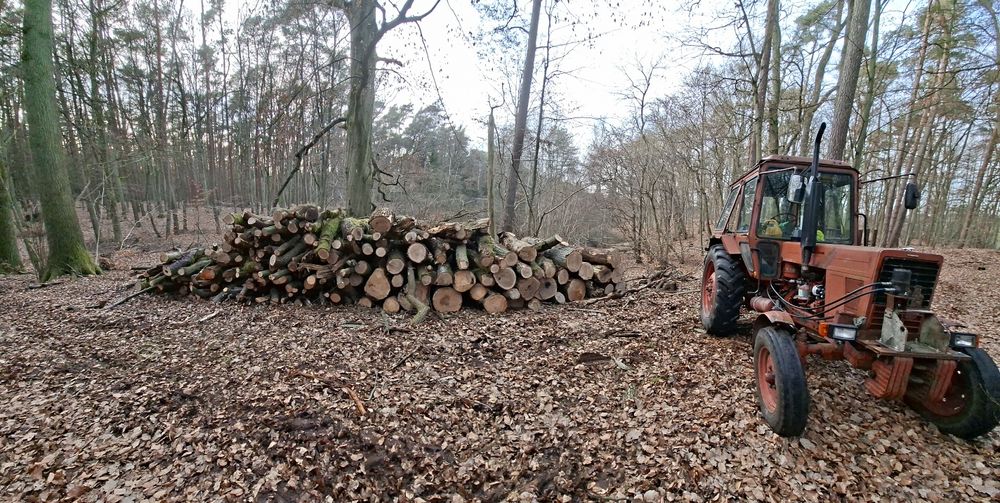 Drewno do palenia, liściaste gatunki