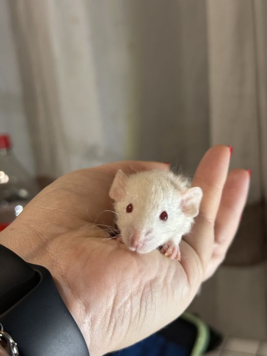 Ручні щурята дамбо / рекс
