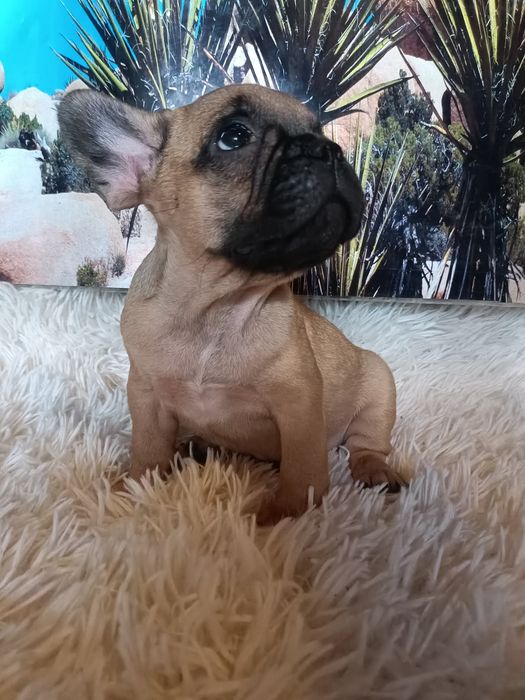 Buldog francuski piesek