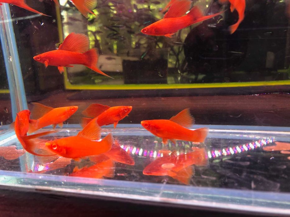 Wiedeński Delta mieczyk Red Albino