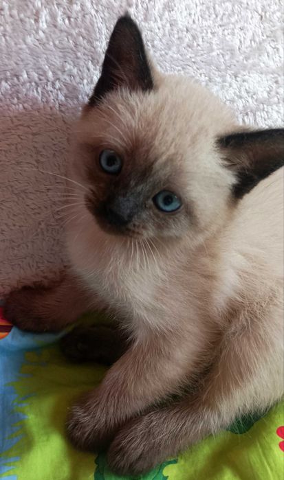 Сіамські кошенята