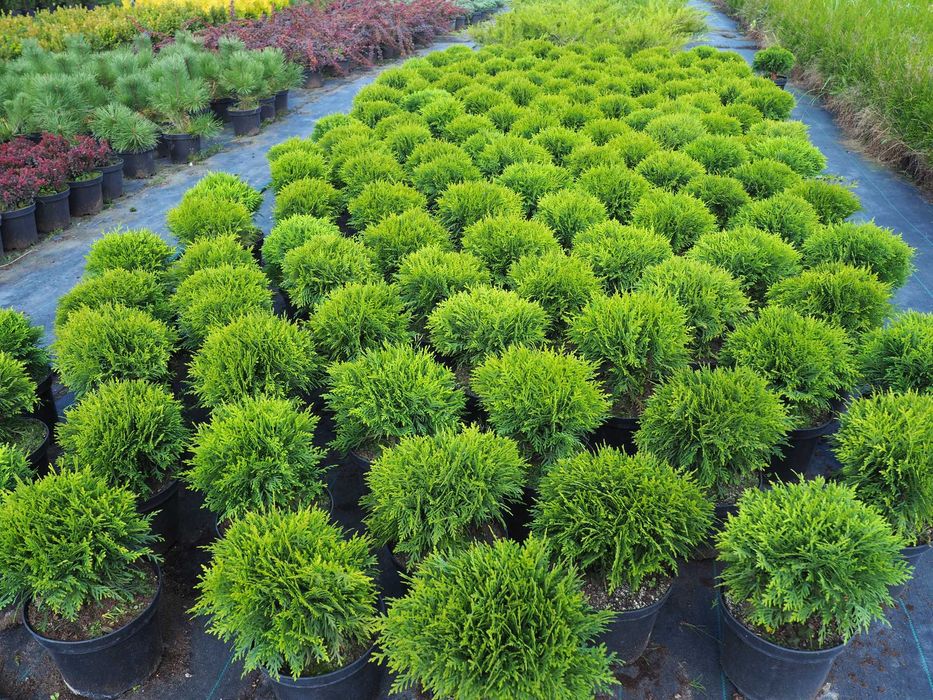 Tuje,tuja szmaragd PREMIUM  150-180cm