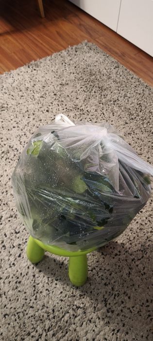 Anubias barteri mega porcja