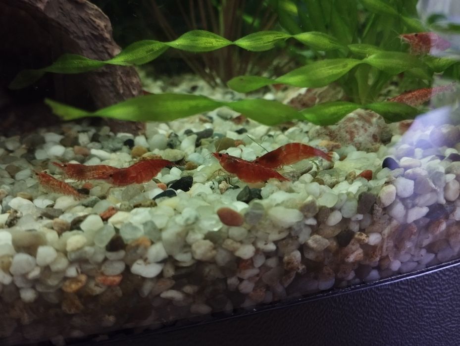 Продам креветочки, равлики Хелена