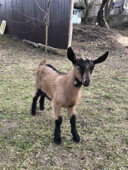 Козлик , цапик,  альпієць