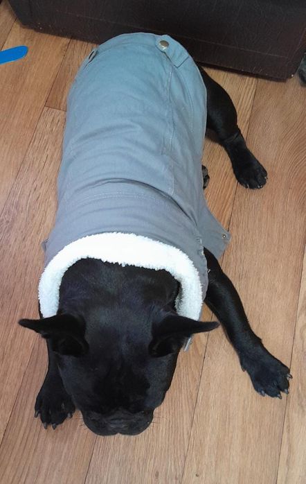 Жилетка, шуба, пальто Одежда для животных, собак и кошек.