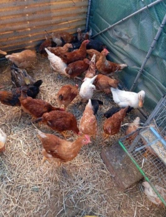 Ovos caseiros para consumo