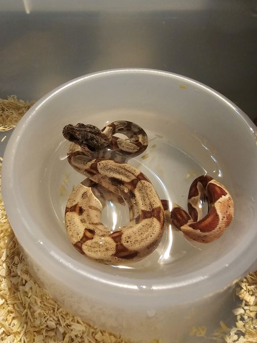 Waz mlody samiec samica